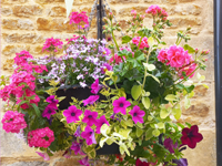 Hanging Basket - Surfinia